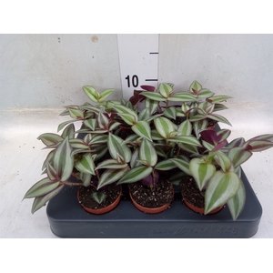 Tradescantia pallida 'Purple Heart'