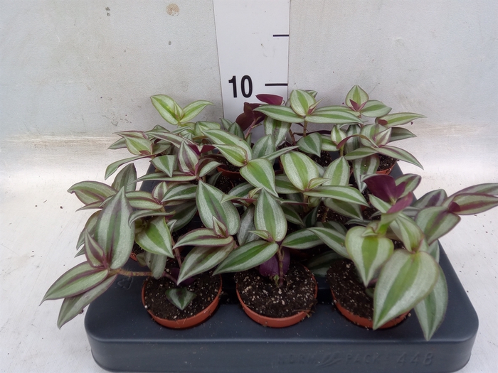 <h4>Tradescantia pallida 'Purple Heart'</h4>