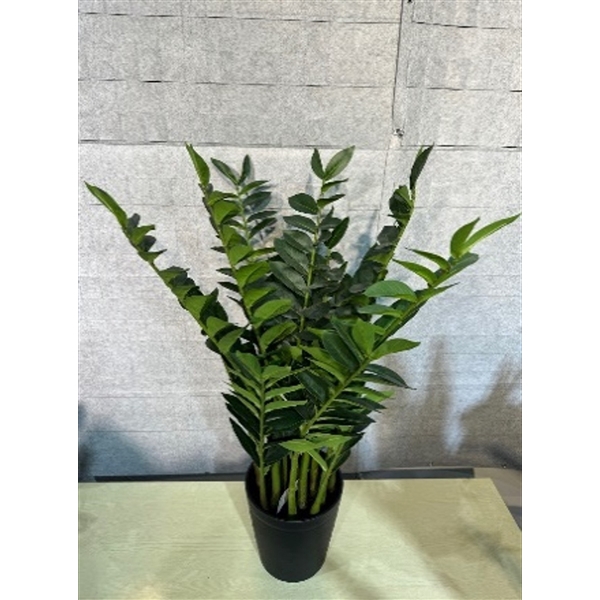 <h4>Plant Zamioculcas 95cm in pot green</h4>