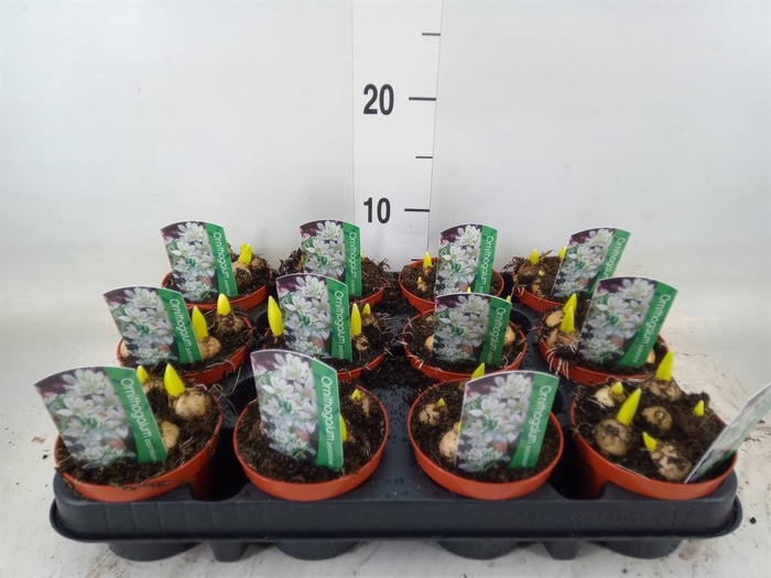 <h4>Ornithogalum balansae</h4>