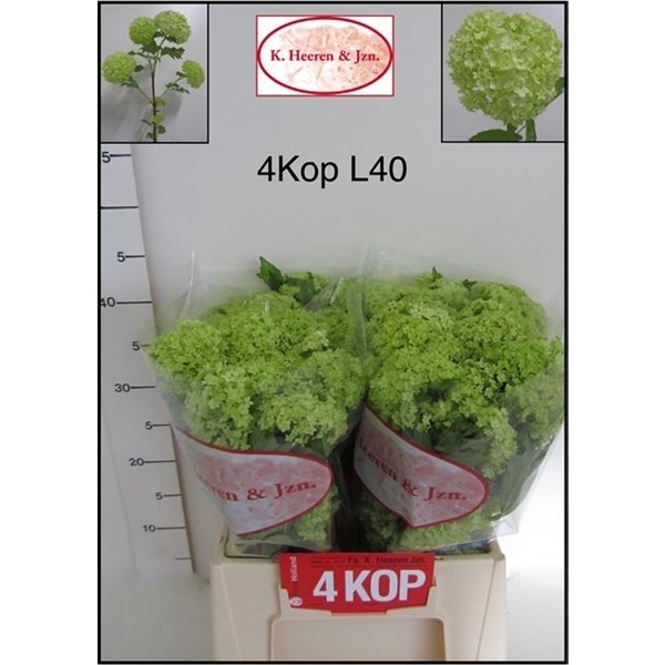 <h4>Viburnum opulus 'Roseum'</h4>
