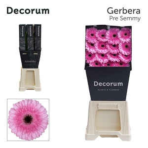 Gerbera Pre-Semmy Diamond per kaart