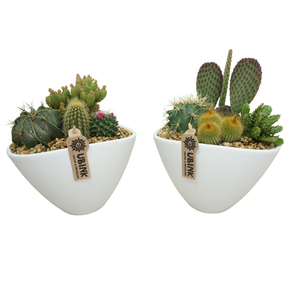 <h4>Cactus arrangement in 25 cm 'Wit Ovaal'</h4>
