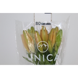LIRIO HONESTY 090 CM HA 3/4 FLS