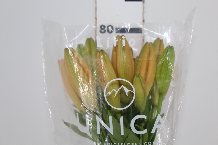 <h4>LIRIO HONESTY 090 CM HA 3/4 FLS</h4>