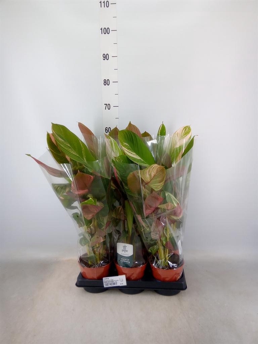 <h4>Calathea   ...</h4>