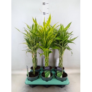 Dracaena sand.   ...mix 3