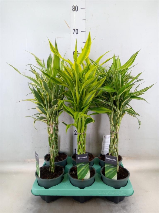 <h4>Dracaena sand.   ...mix 3</h4>