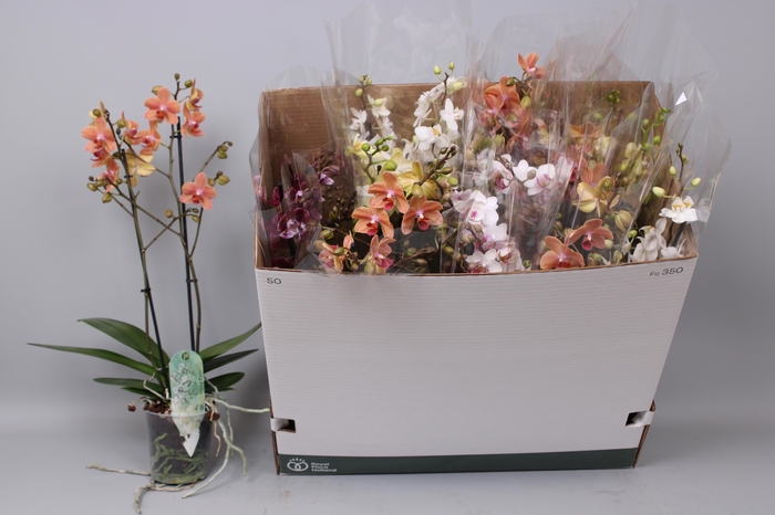 <h4>Phal Mf Gem 5 Kl</h4>