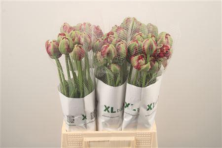 <h4>Tu Fr Du Emblazon</h4>