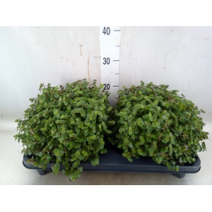 Callisia repens