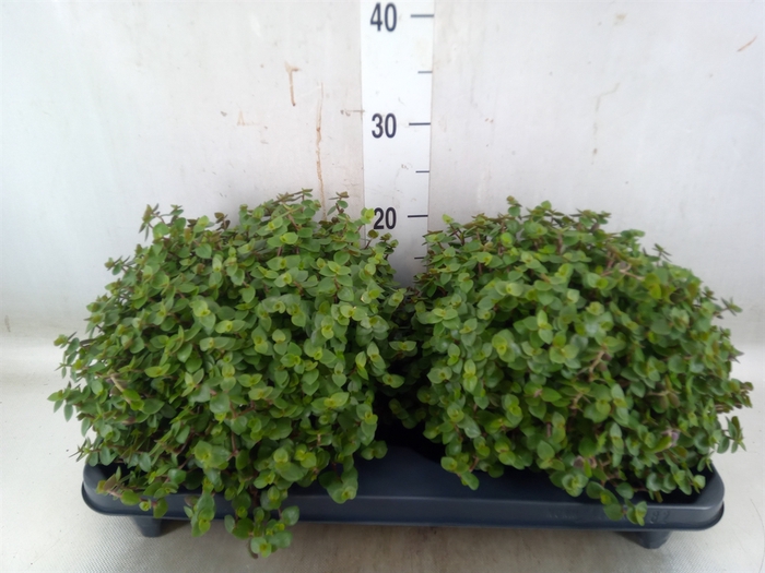 <h4>Callisia repens</h4>
