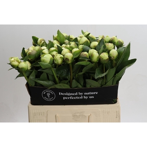 Paeonia Lact. Bridal  Shower