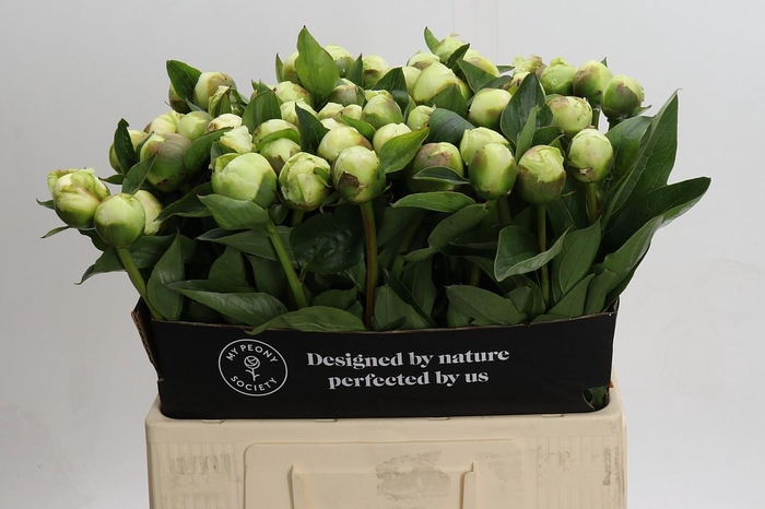 <h4>Paeonia Lact. Bridal  Shower</h4>