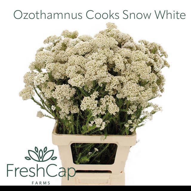 <h4>OZOTH COOKS SNOW WHI</h4>