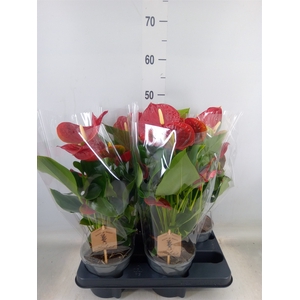 Anthurium andr. 'Casparo'