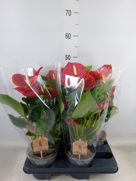 <h4>Anthurium andr. 'Casparo'</h4>