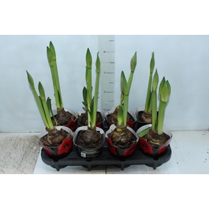 AMARYLLIS P14 VERMELHO MIN 2 HT