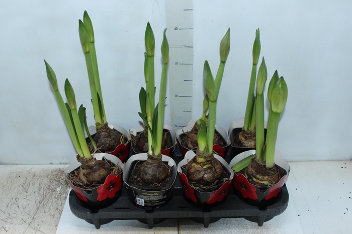 <h4>AMARYLLIS P14 VERMELHO MIN 2 HT</h4>