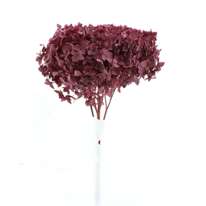 Pres Bleached Hydrangea Anna Dark Cerise