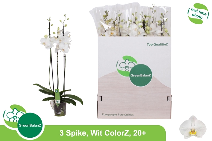 <h4>PHAL OV WIT</h4>