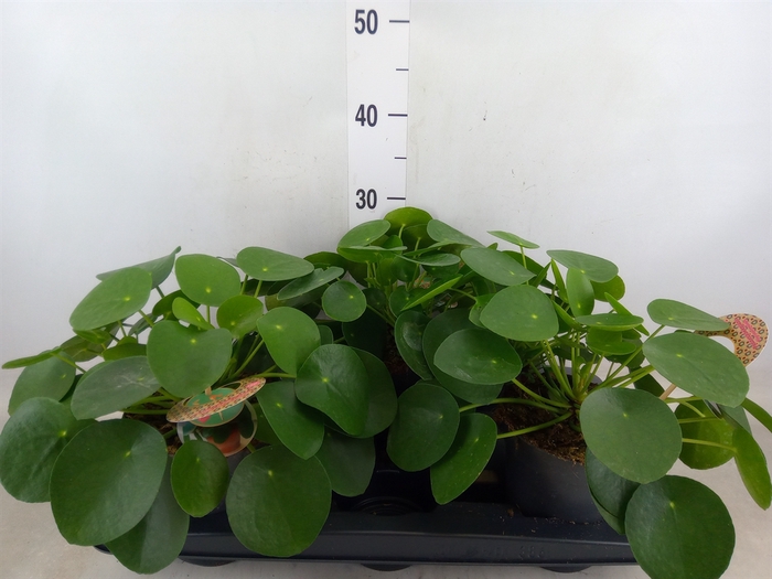 <h4>Pilea peperomoides</h4>