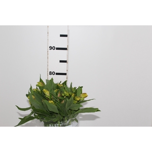 ALSTROEMERIA FLORIDA 080 CM