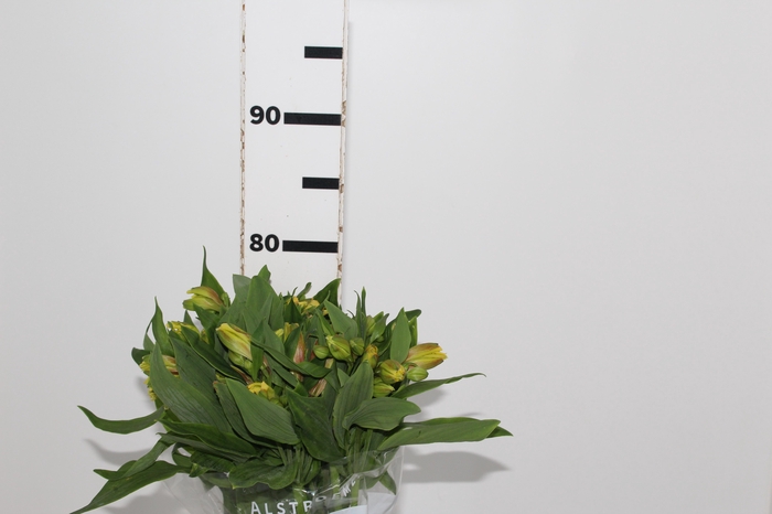 <h4>ALSTROEMERIA FLORIDA 080 CM</h4>