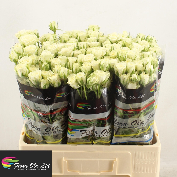 <h4>R TR SNOWFLAKE</h4>