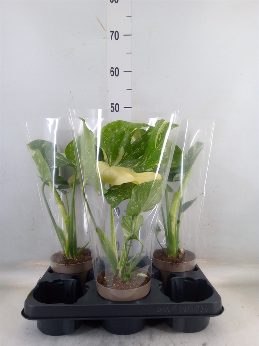 <h4>Monstera delic. 'Thai Constellatio'</h4>