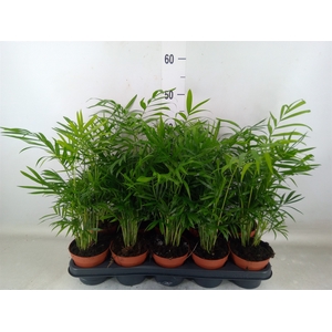 Chamaedorea elegans