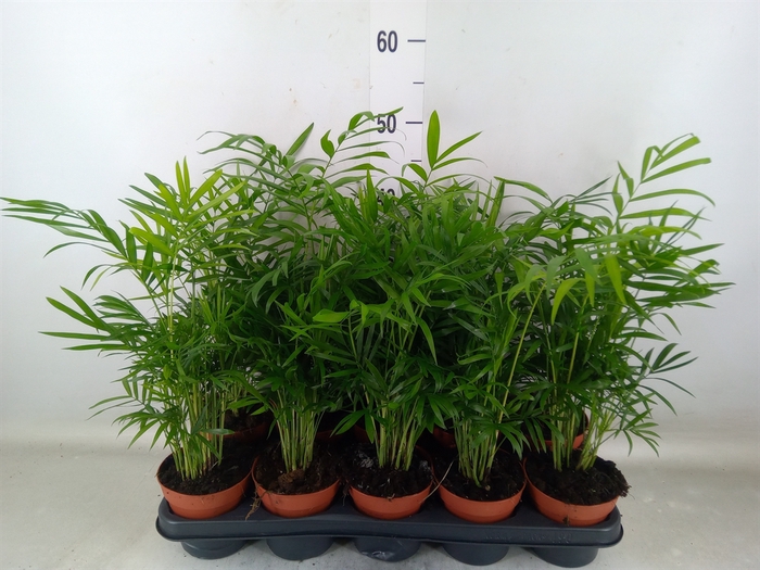 <h4>Chamaedorea elegans</h4>