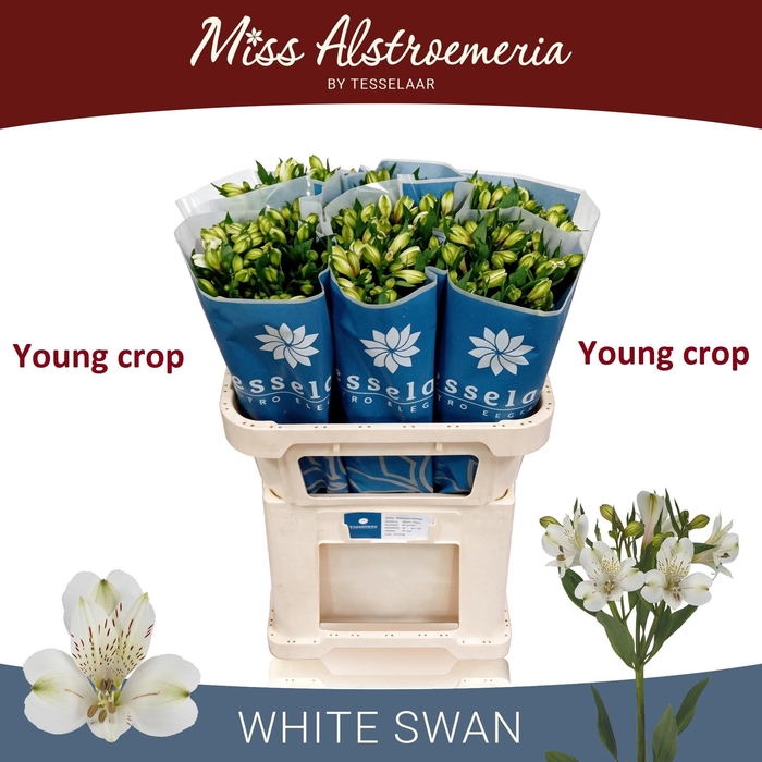 <h4>ALSTR WHITE SWAN</h4>