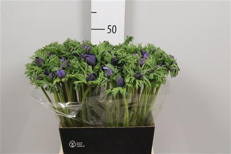 <h4>Anem Co Mar Blue</h4>