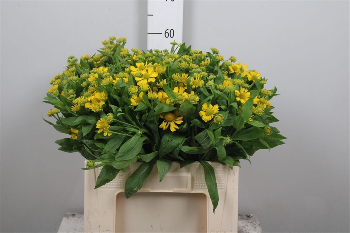 <h4>Helen Kanaria</h4>