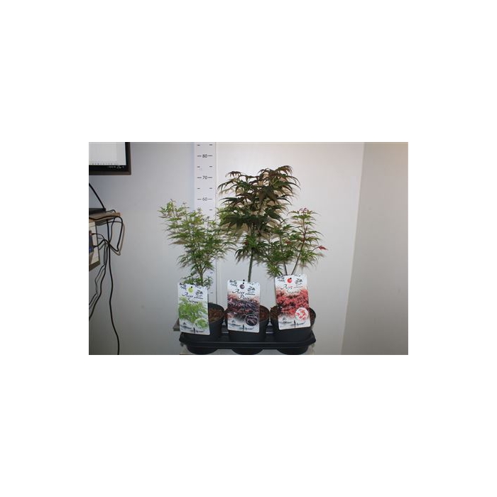 <h4>Acer Ov</h4>