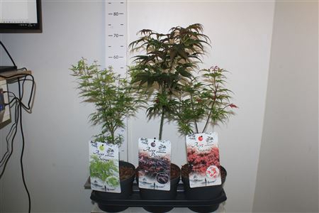Acer Ov