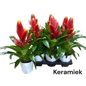 Vries Intenso Peach Ceramic