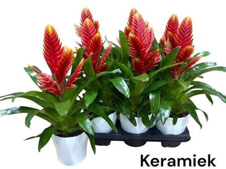 <h4>Vries Intenso Peach Ceramic</h4>