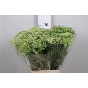Ammi Visnaga
