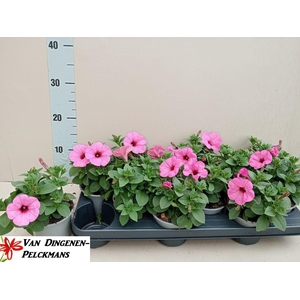 PET ROSE VEIN SURFIN