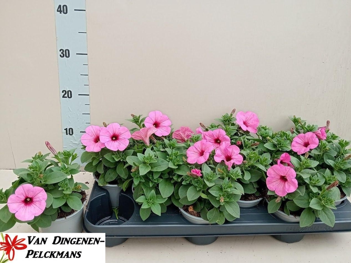 <h4>PET ROSE VEIN SURFIN</h4>