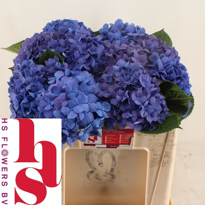 <h4>HYDR M CH PIMPERNEL</h4>