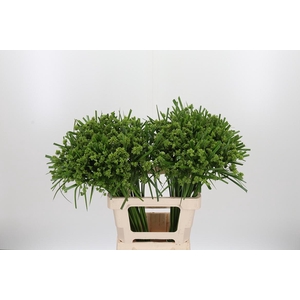 Cyperus Glaber