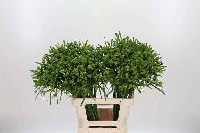 <h4>Cyperus Glaber</h4>