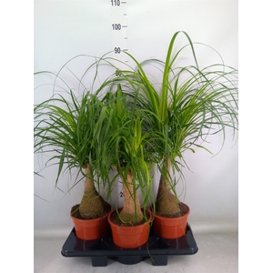 Beaucarnea recurvata