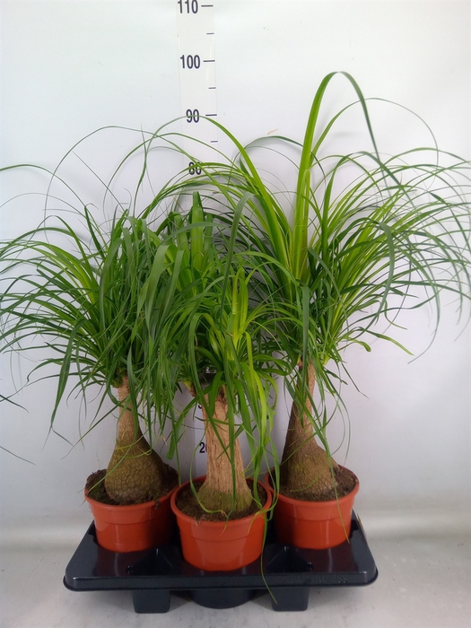 <h4>Beaucarnea recurvata</h4>