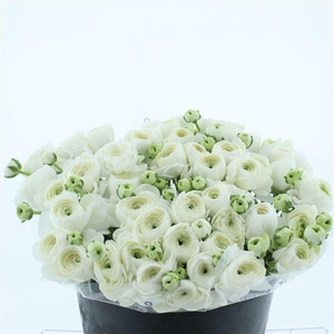 Ran Su Sr Niveo Extra