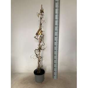 Corylus avellana Contorta