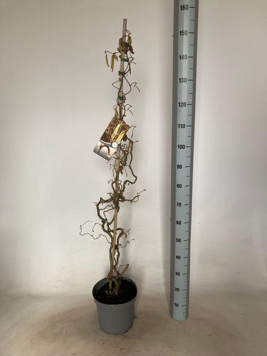 <h4>Corylus avellana Contorta</h4>